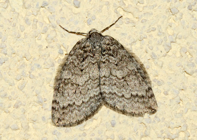 Geometridae genere Epirrita